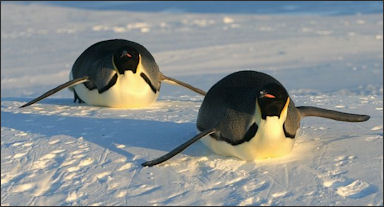 20120520-penguins Manchots_empereurs_tobogannent.JPG
